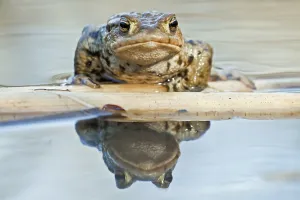 Wildlife Reflections Prints: Common toad (bufo bufo)