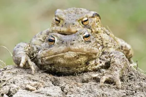 Mating Season Prints: Common toad (Bufo bufo)