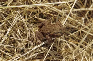 Batrachian Animals Prints: Common toad (Bufo bufo)