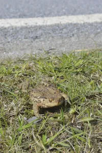 Amphibian Mating Prints: Common toad (Bufo bufo)