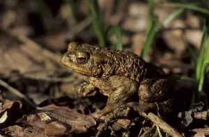 Amphibian Animal Prints: Common toad (Bufo bufo)
