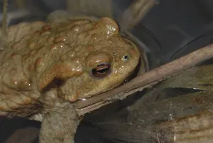 Aggressive Posture Prints: Common toad (Bufo bufo)