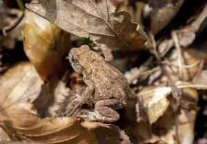 Common Toad Habitat Prints: Common toad (Bufo bufo)
