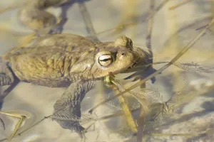 Common Toad Images Prints: Common toad (Bufo bufo)