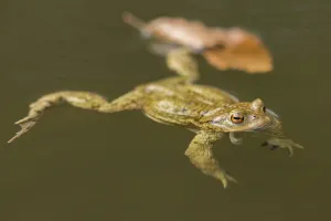 True Toad Habitat Prints: Common toad (Bufo Bufo)