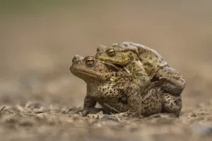 Animal Conservation Efforts Prints: Common toad (Bufo bufo)