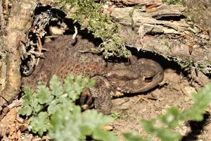 True Toad Images Prints: Common toad (Bufo bufo)