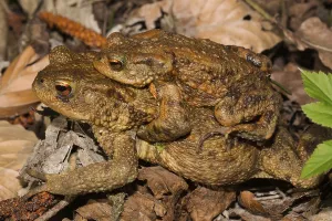 Common Toad Mating Prints: Common toad (Bufo bufo)