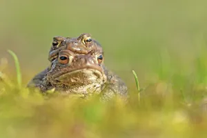 Eco Friendly Environment Prints: Common toad (Bufo bufo)