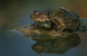 European Toad Habitat Prints: Common toad (Bufo bufo)