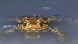 Toads In The Wild Prints: Common Toad (Bufo bufo)