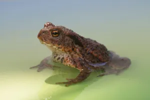 Batrachian Animals Prints: Common Toad (Bufo bufo)