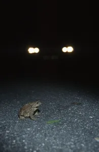 European Toads Habitat Prints: Common toad (Bufo bufo)