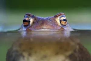 True Frog Prints: Common Toad (Bufo bufo)