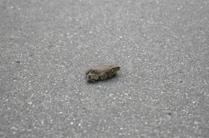 Common Toad Habitat Prints: Common Toad (bufo bufo)
