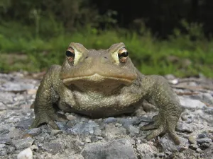 European Toad Habitat Prints: Common toad (Bufo bufo bufo)