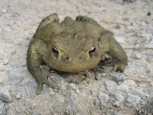 European Toad Habitat Prints: Common toad (Bufo bufo bufo)