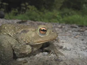 European Toad Habitat Prints: Common toad (Bufo bufo bufo)