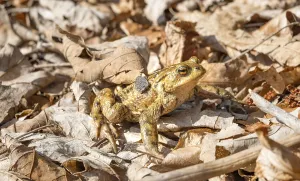 European Toad Mating Season Prints: Common toad (Bufo bufo) in foliage