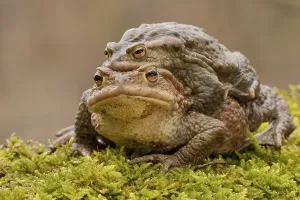 Amphibian Mating Season Prints: Common toad (Bufo bufo), Mating