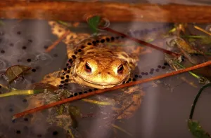 Bufo Bufo Reproduction Prints: Common toad (bufo bufo), mating