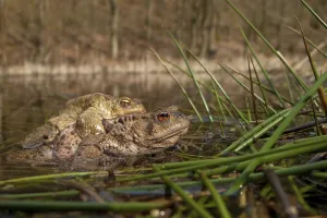 Bufo Bufo Reproduction Prints: Common toad (Bufo bufo), Mating