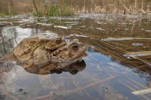 Common Toad Mating Prints: Common toad (Bufo bufo), Mating