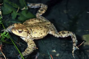 Common Toad Mating Prints: Common toad (bufo bufo), mating
