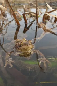 Common Toad Mating Prints: Common toad (Bufo bufo), Mating