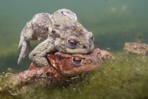 Common Toad Mating Prints: Common toad (Bufo bufo) mating