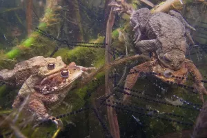 Common Toad Mating Prints: Common toad (Bufo bufo) Mating