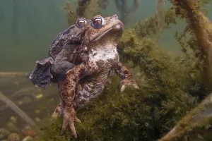 Common Toad Mating Prints: Common toad (Bufo bufo), Mating