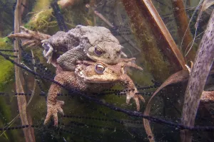 Common Toad Mating Prints: Common toad (Bufo bufo) Mating