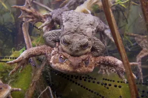 Common Toad Mating Prints: Common toad (Bufo bufo) Mating
