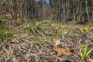 European True Toad Prints: Common toad (Bufo bufo) on migration in spring