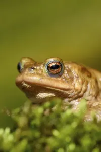 Amphibian Portrait Photography Prints: Common toad (Bufo bufo) on moss