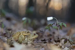 Courtship Behavior Prints: Common toad (Bufo bufo), pair in amplexus