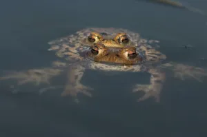 Bufo Bufo Reproduction Prints: Common toad (Bufo bufo), pair spawning