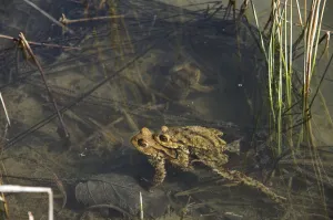 Wildlife Photography Pond Scene Prints: Common toad (Bufo bufo), pair spawning