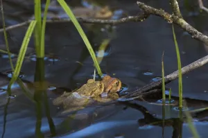 Bufo Bufo Reproduction Prints: Common toad (Bufo bufo), pair spawning