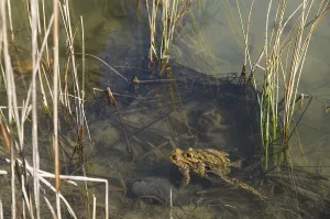 Bufo Bufo Reproduction Prints: Common toad (Bufo bufo), pair spawning
