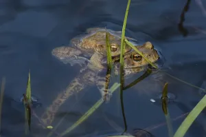 Bufo Bufo Reproduction Prints: Common toad (Bufo bufo), pair spawning
