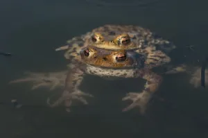Bufo Bufo Reproduction Prints: Common toad (Bufo bufo), pair spawning