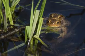 Pond Wildlife Photography Prints: Common toad (Bufo bufo), pair spawning