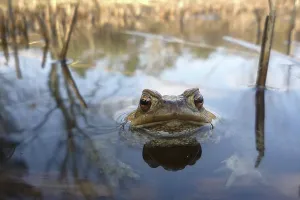 Common Toad In Water Prints: Common toad (bufo bufo) in spawning waters