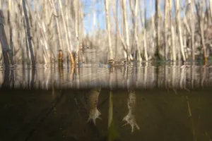 True Toads Habitat Prints: Common toad (bufo bufo) in spawning waters