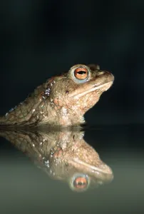 Wild Animal Reflections Prints: Common Toad (Bufo bufo), toad, lateral