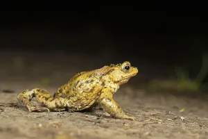 Toad Migration Prints: Common toad (Bufo bufo), Toad migration