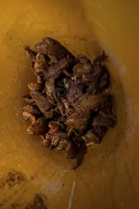 Common toad (Bufo bufo) Toad migration