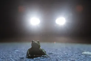 Toad Migration Prints: Common toad (Bufo bufo) during toad migration at night in headlights